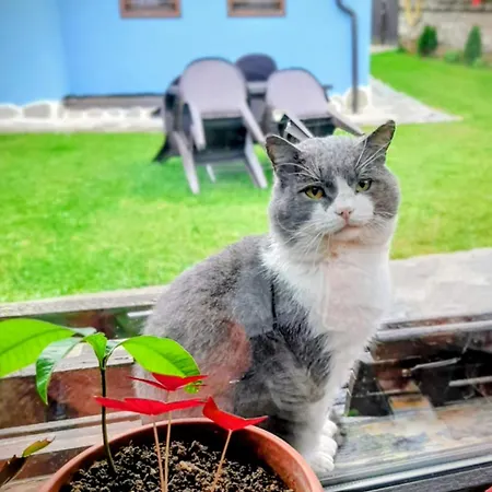 за гости царвулджиеви Koprivchtitsa