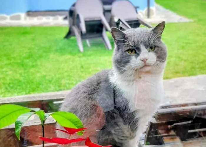 за гости царвулджиеви Kopriwsztica